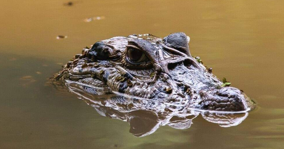Fauna en el Parque Madidi (Foto: Mauricio Pacheco)